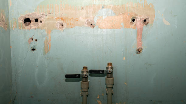 Best Flood damage cleanup  in Tolono, IL