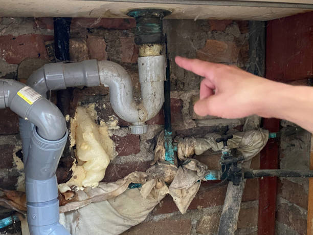 Best Mold removal after water damage  in Tolono, IL